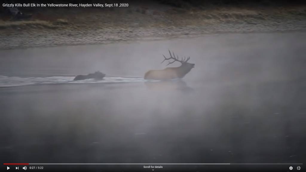 Grizzly Kills Elk