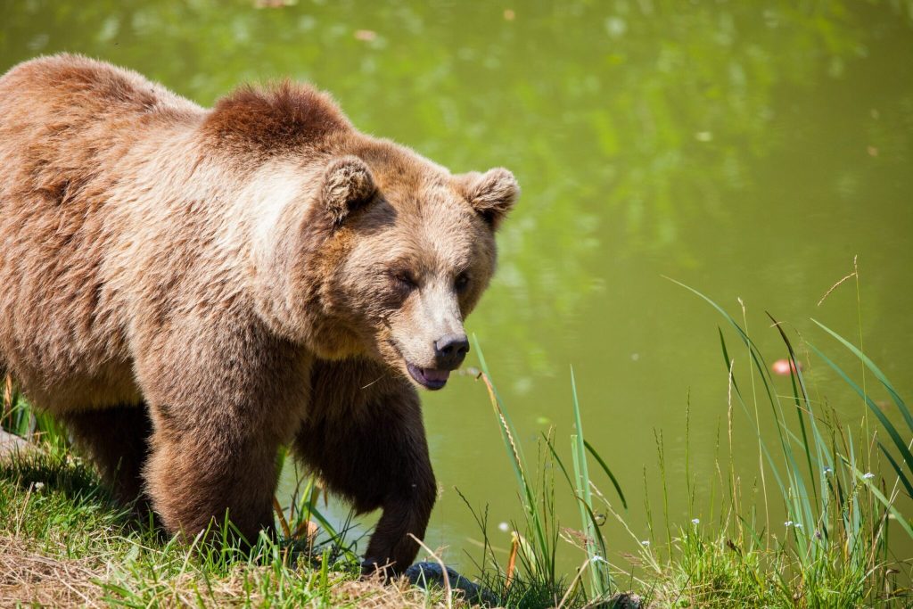 Grizzly bear walking near water