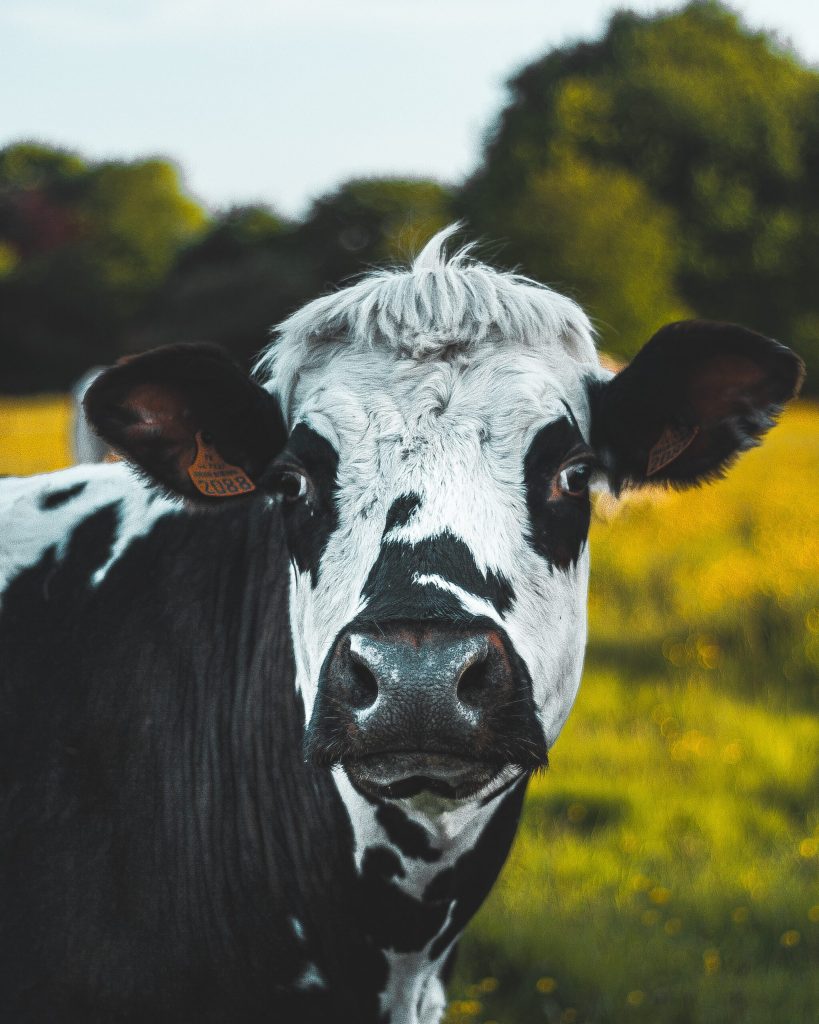 cow