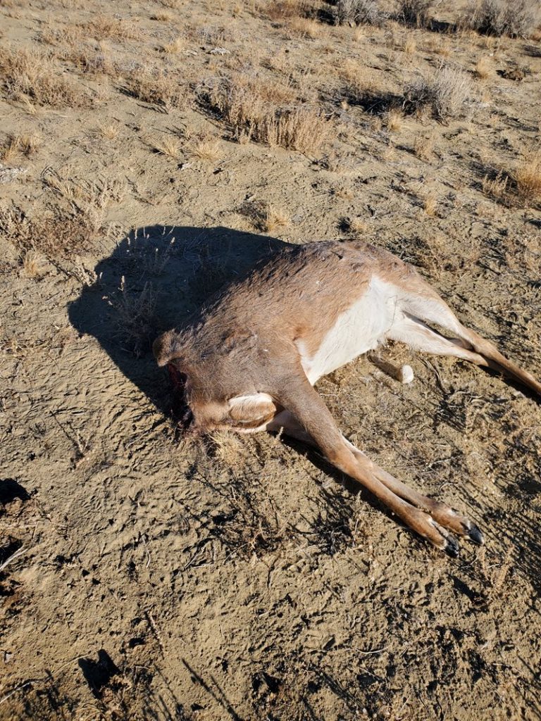 Headless deer from poaching