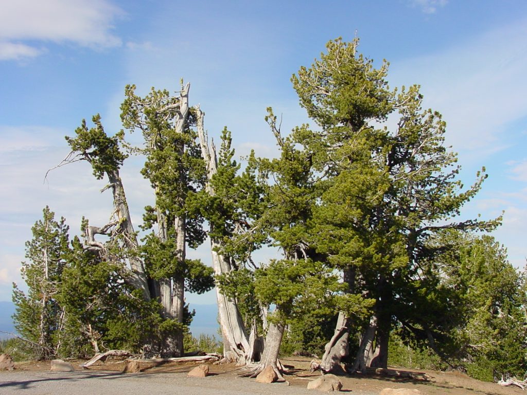 Group of Whitepine trees