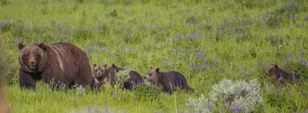 Grizzly 399 and cubs