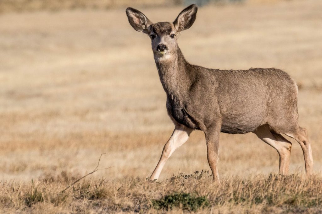 Mule deer doe