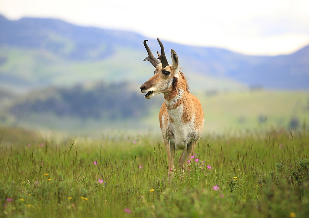 Pronghorn in Yellowstone