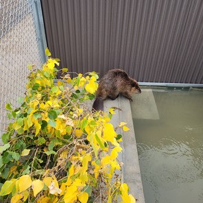 Beaver-Habitat