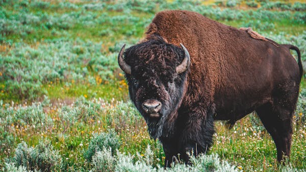 Man Who Tussled With A Bison In Yellowstone National Park Was Injured, Charged.