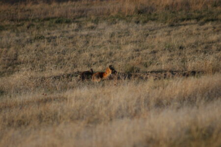 Fox And Her Kits Emerge From Den Near The Bus Barn