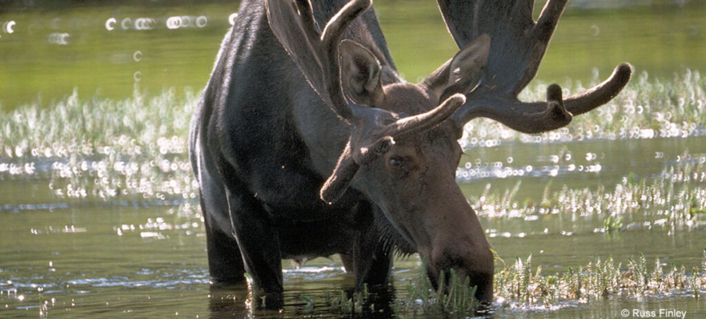 Moose In Yellowstone