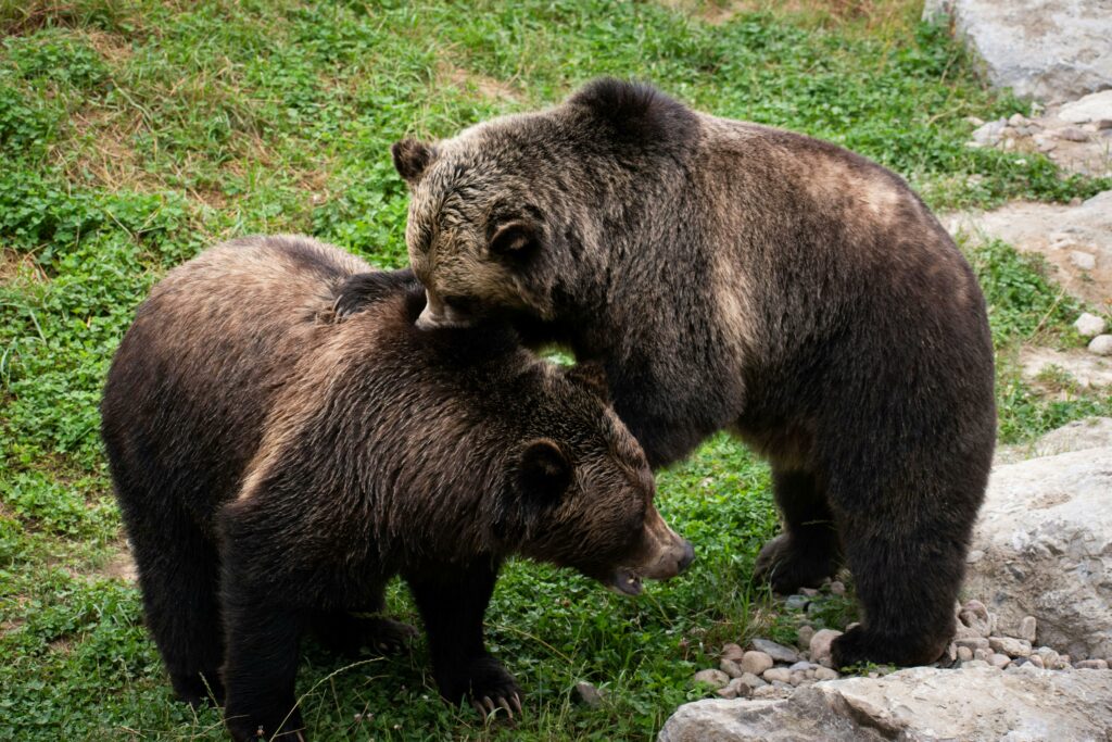 two grizzlies