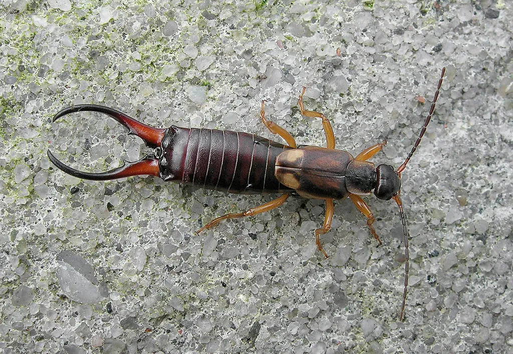 Earwig