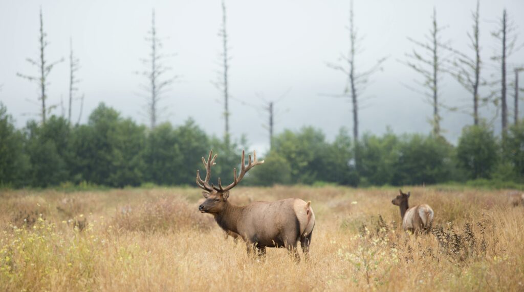 Elk