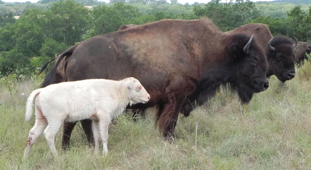 white-bison-1-WEB