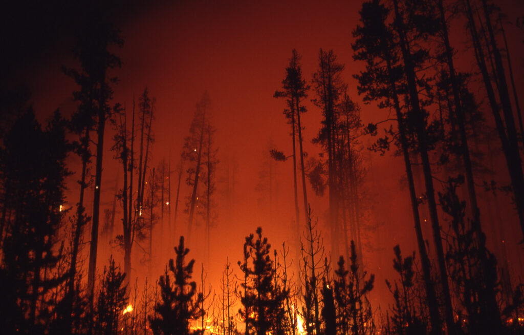 Fires In Yellowstone