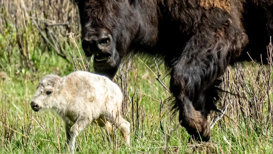 Rare White Bison Calf