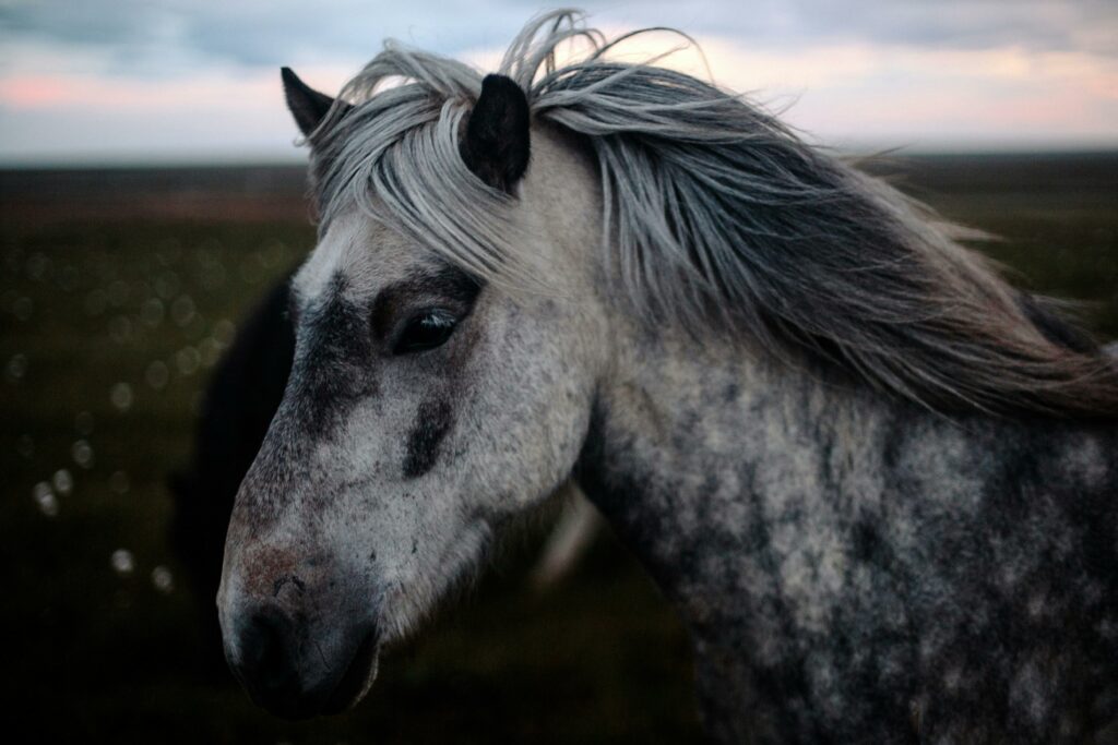 Wild Mustang