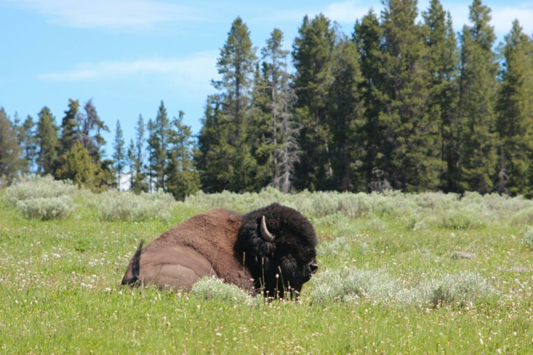 National Park Service Announces Decision On Future Management Of Bison At Yellowstone National Park