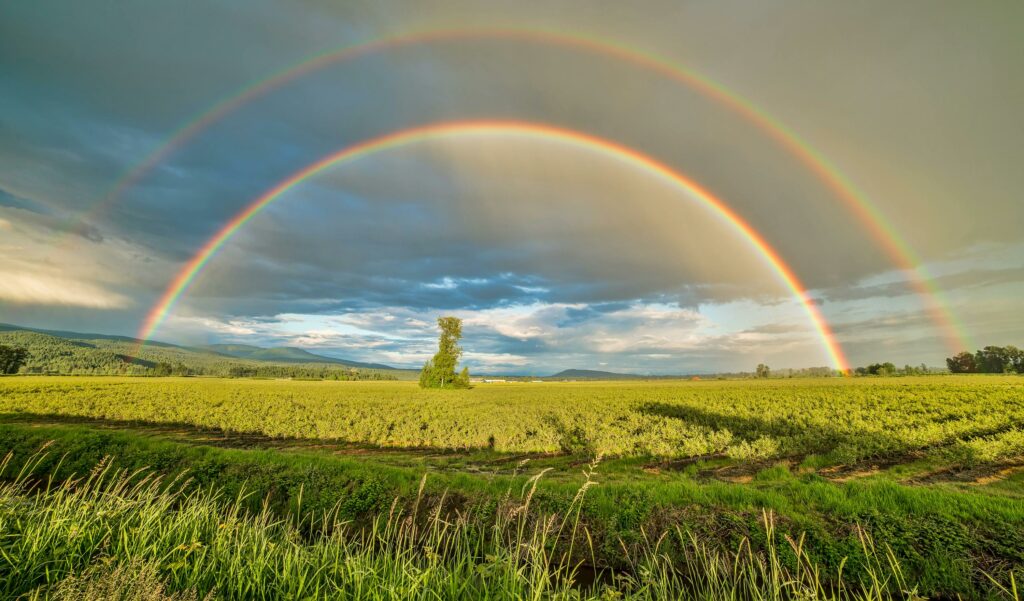 Rainbow in a field