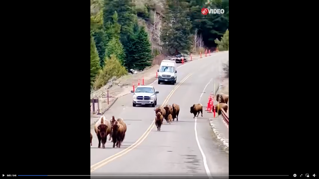 Bison In Yellowstone