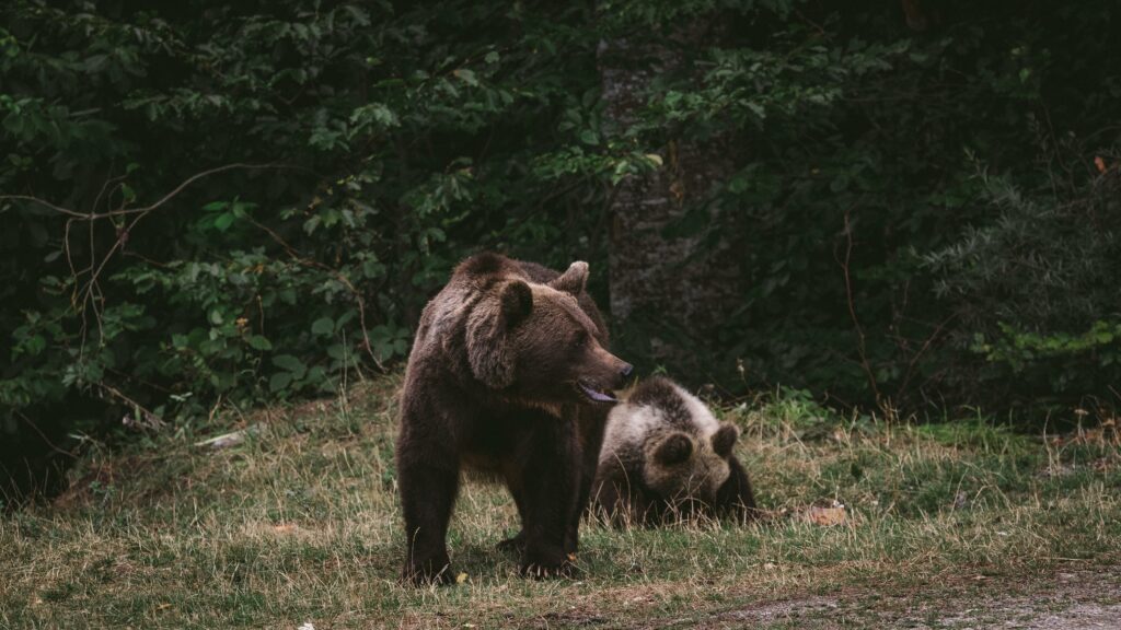 Grizzly Bears