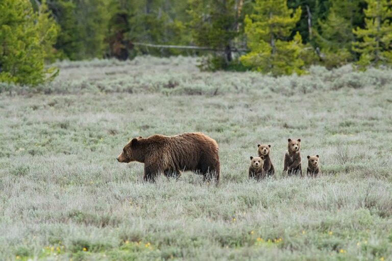 Man Who Struck, Killed Grizzly 399 Was Going Speed Limit