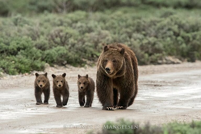 Grizzly Bear 399 Struck, Killed By A Car In Grand Teton National Park