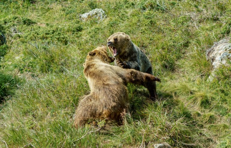 Yellowstone-Region Grizzly Bear Deaths Reach Almost Record High, Scientists Aren’t Worried