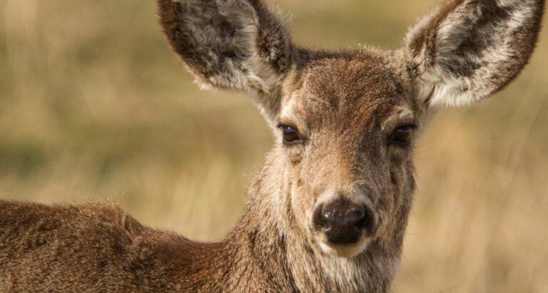 WY Game and Fish Department Invites Community Conversations In Big Horn Basin About Mule Deer