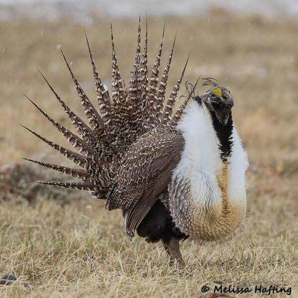 Lummis, Newhouse Slam Biden-Harris BLM’s Greater Sage Grouse Plan