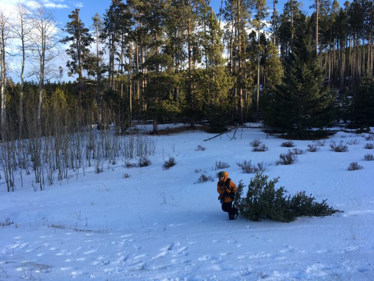 Bighorn National Forest Christmas Tree Permits Available