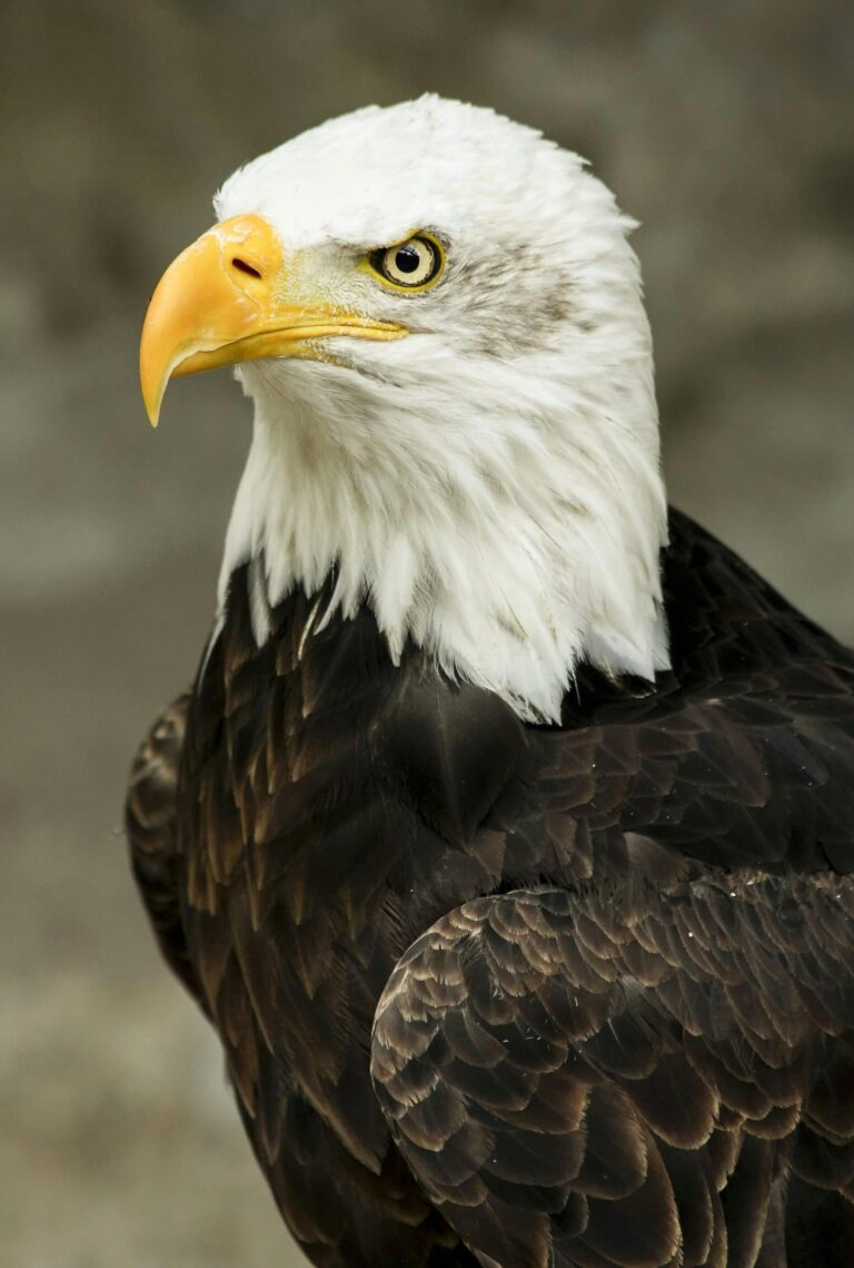 Lummis, Mullin Bipartisan Bill To Designate Bald Eagle As National Bird Heads To President’s Desk