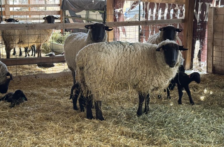 UW Extension to Offer Lambing Webinar Series This Month.