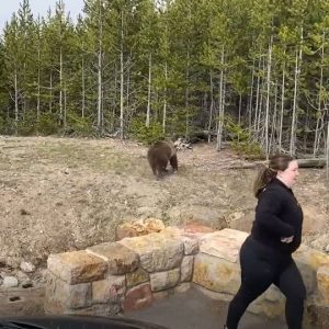 Yellowstone Grizzly Incident May 2021