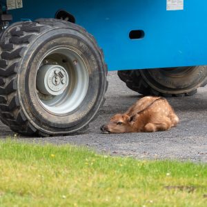 Elk calf under vehicle