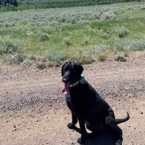 missing Yellowstone dog