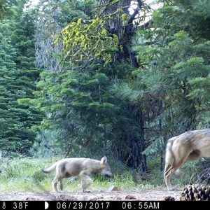 FILE - This June 29, 2017, remote camera image provided by the U.S. Forest Service shows a female gray wolf and two of the three pups born in 2017 in the wilds of Lassen National Forest in northern California. Gray wolves, among the first species protected under the Endangered Species Act in 1973, were reintroduced to Yellowstone National Park in 1995. But in other regions of the U.S., gray wolves have dispersed naturally; the population in the lower 48 states now totals about 5,500. (U.S. Forest Service via AP, File)