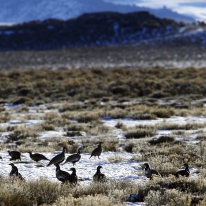 FILE - In this Feb. 9, 2015, file photo, sage grouse gather on the prairie near Pinedale, Wyo. A judge has halted plans for oil and gas drilling on vast areas of Wyoming and Montana, citing concerns about a sagebrush-dwelling bird. The U.S. Bureau of Land Management didn't adequately consider how the drilling would affect the greater sage grouse, nor an option to defer drilling in the bird's prime habitat, Idaho U.S. District Judge Ronald E. Bush ruled Wednesday, June 9, 2021. (Alan Rogers/The Casper Star-Tribune via AP, File)