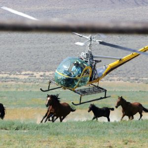 FILE - In this July 13, 2008, file photo, a livestock helicopter pilot rounds up wild horses from the Fox & Lake Herd Management Area in Washoe County, Nev., near the town on Empire, Nev. Federal land managers say they're beginning to capture about 50% more horses than they originally planned this year across public U.S. rangeland across the West because of severe drought conditions, about 6,000 additional animals primarily in Nevada, Oregon and Colorado. Horse protection advocates critical of the move said the emergency roundups are being driven by pressure from ranchers who don't want the mustangs competing with their livestock for limited forage and water on drought-stricken range. (AP Photo/Brad Horn, File)