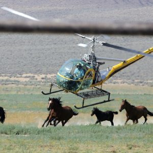 Mustang Roundup Nevada Deaths