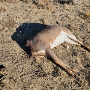 Headless deer from poaching
