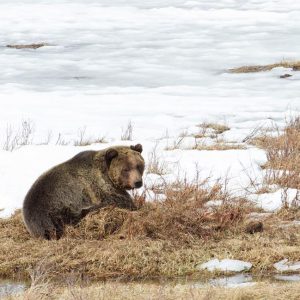 Bear Yellowstone Winter