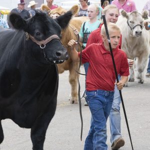 4-H’ers lead their entries into arena during the Youth Beef Fitting Contest Wednesday at the Wyoming State Fair in Douglas.
