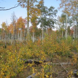 Bighorn Forest