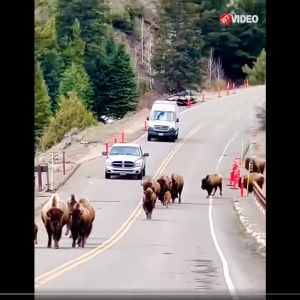 Bison In Yellowstone