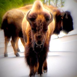 Bison-Yellowstone
