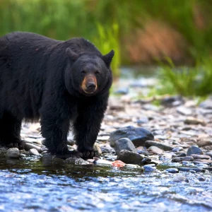 Black Bear