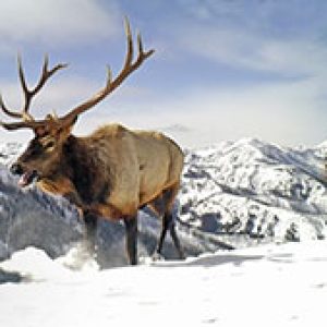 Bull-Elk-migration