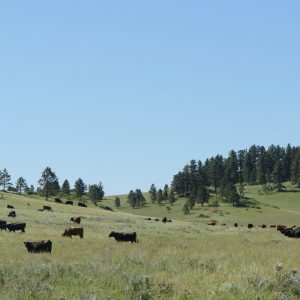 Cows in Sheridan_Keto _LR