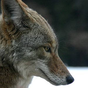 Coyote