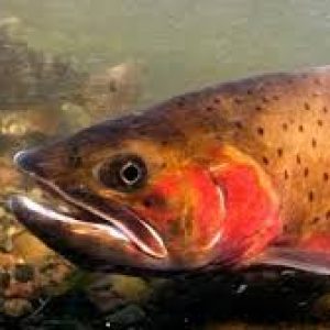 Cutthroat Trout