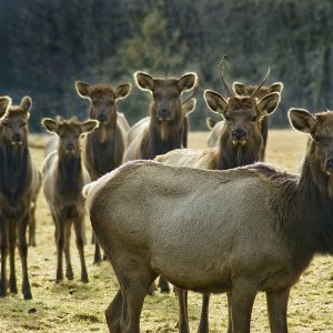 Curious cows and calves come in for a closer look at Oregon's Jewell Meadows Wildlife Area.